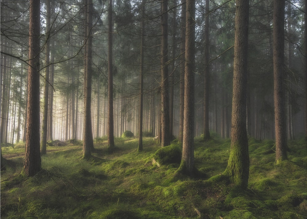 Misty Forest Glow