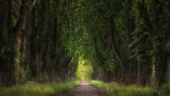 Wall mural chestnut avenue – fototapet med unikt motiv som skapar en inspirerande fondvägg