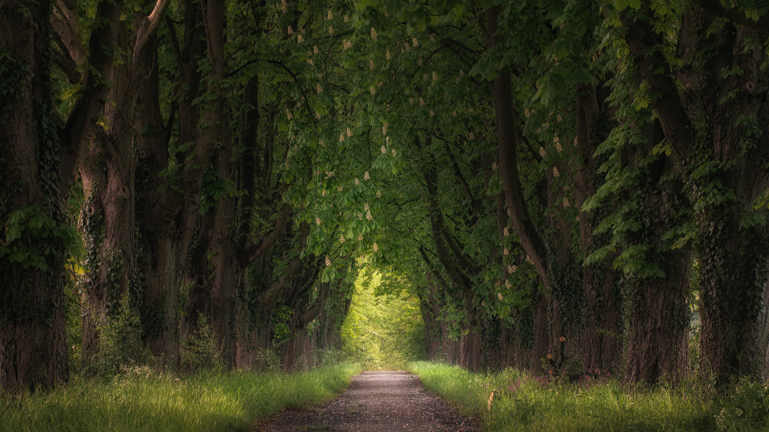 chestnut avenue