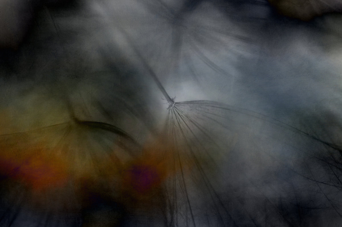 Tragopogon abstrakt