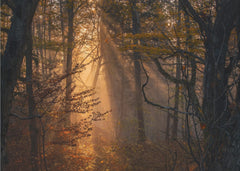 Sunlit Autumn Forest