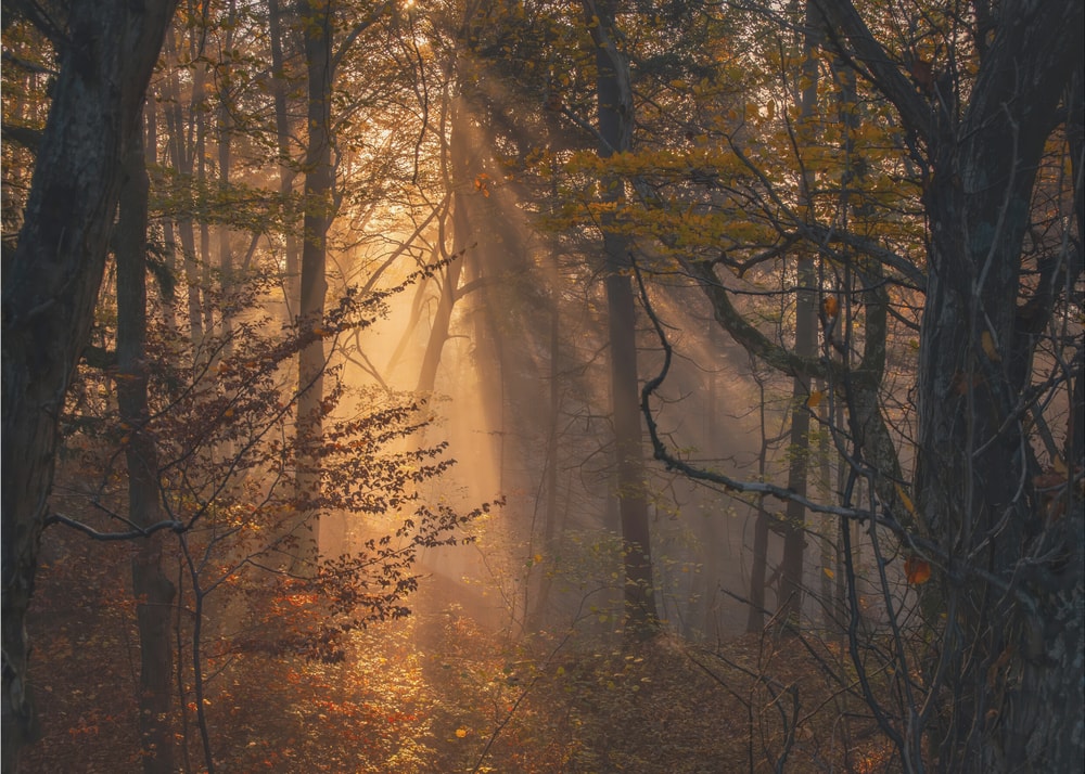 Sunlit Autumn Forest