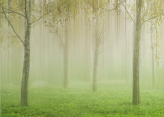 Misty Green Forest
