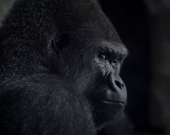 Wall mural gorilla gaze – fototapet med unikt motiv som skapar en inspirerande fondvägg