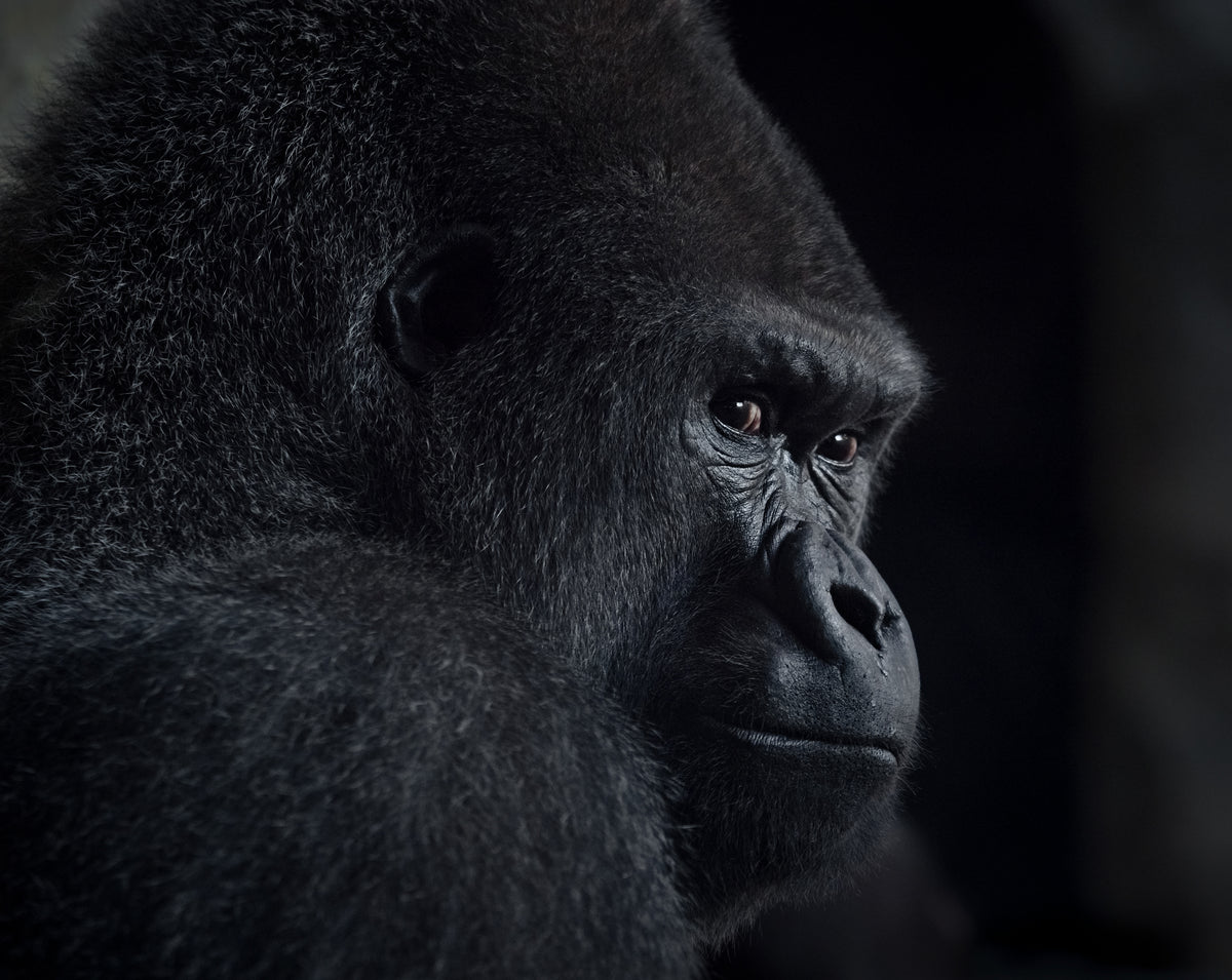 gorillablikk