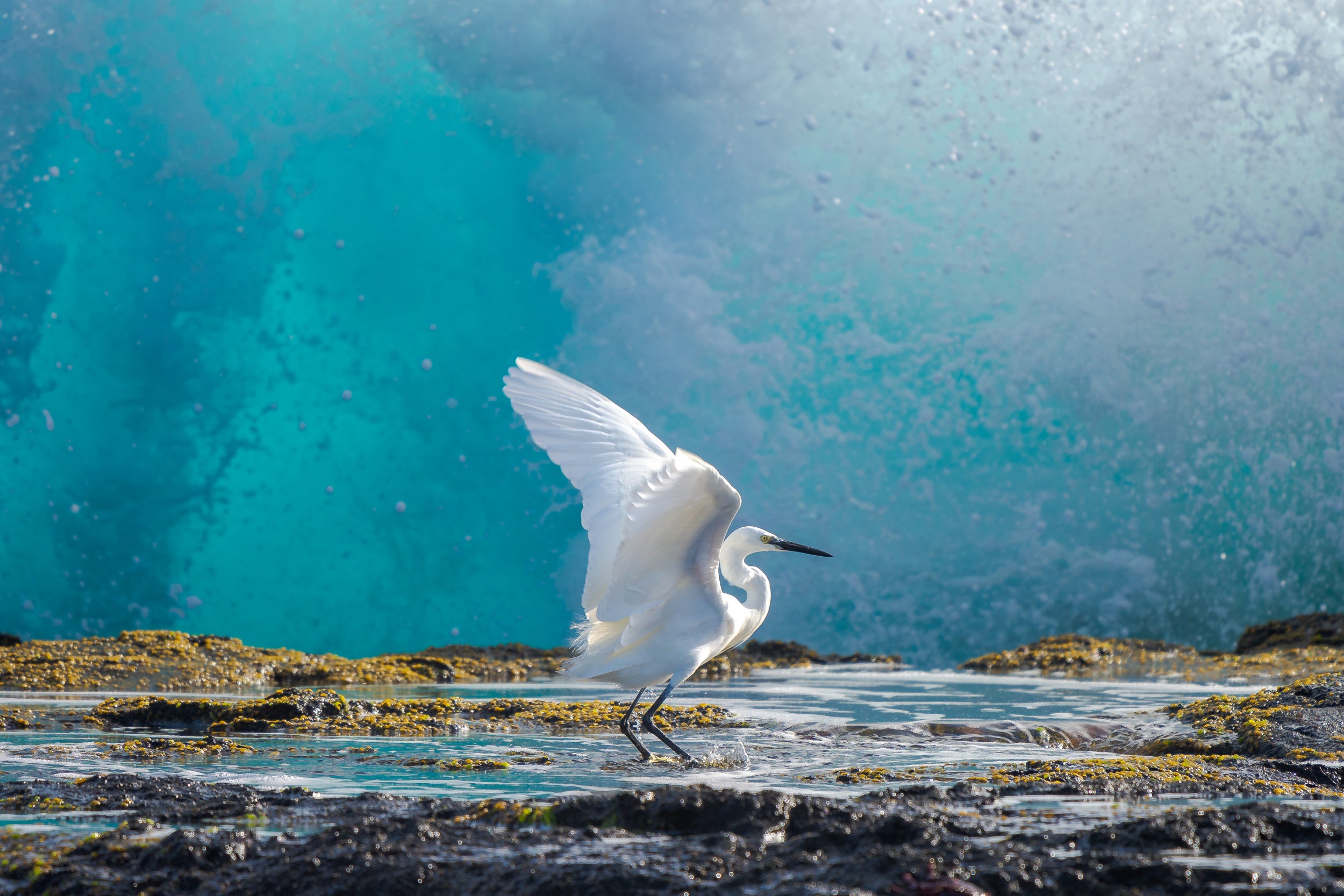 Common egret