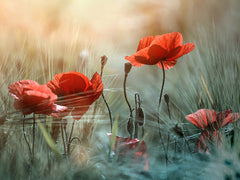 Wall mural The red poppies – fototapet med unikt motiv som skapar en inspirerande fondvägg