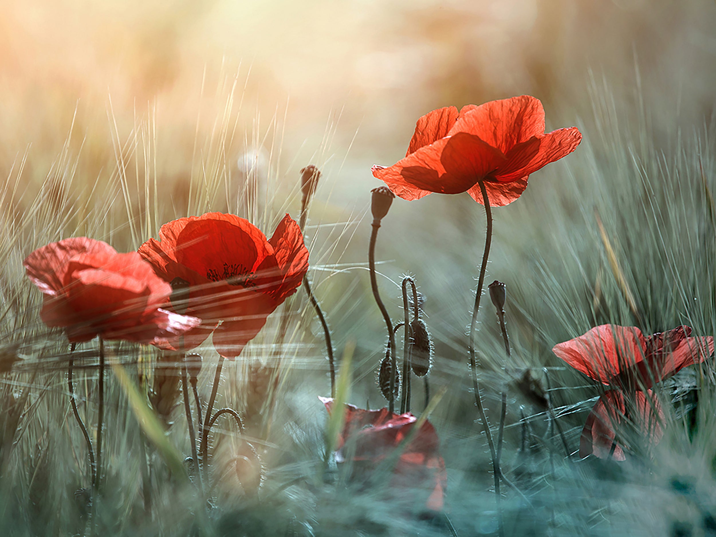The red poppies
