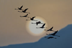 Wall mural Flamingos at sunrise – fototapet med unikt motiv som skapar en inspirerande fondvägg