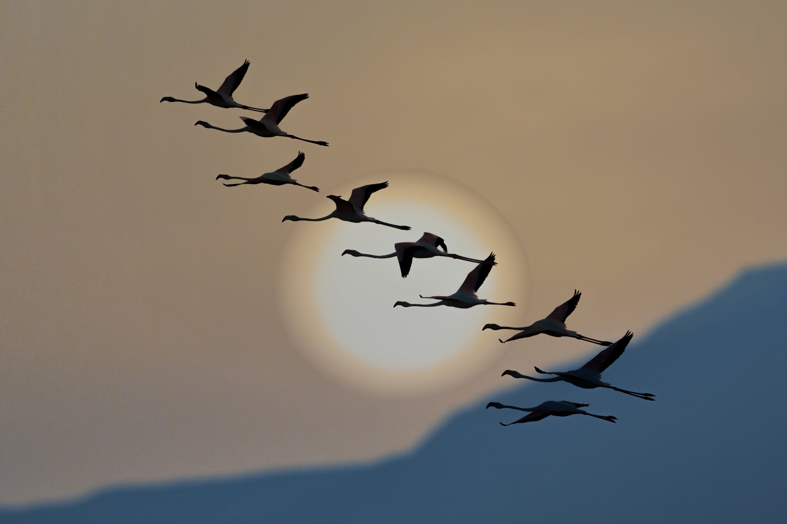 Flamingos at sunrise