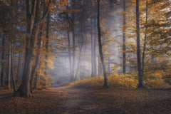 Wall mural October Days – fototapet med unikt motiv som skapar en inspirerande fondvägg