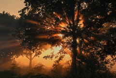 Wall mural Burning tree – fototapet med unikt motiv som skapar en inspirerande fondvägg
