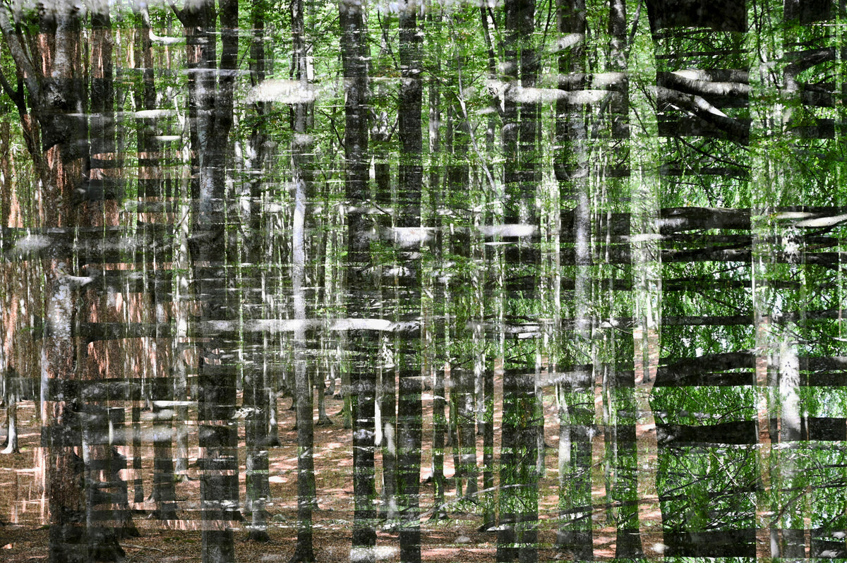 HJELPELØS SKOG