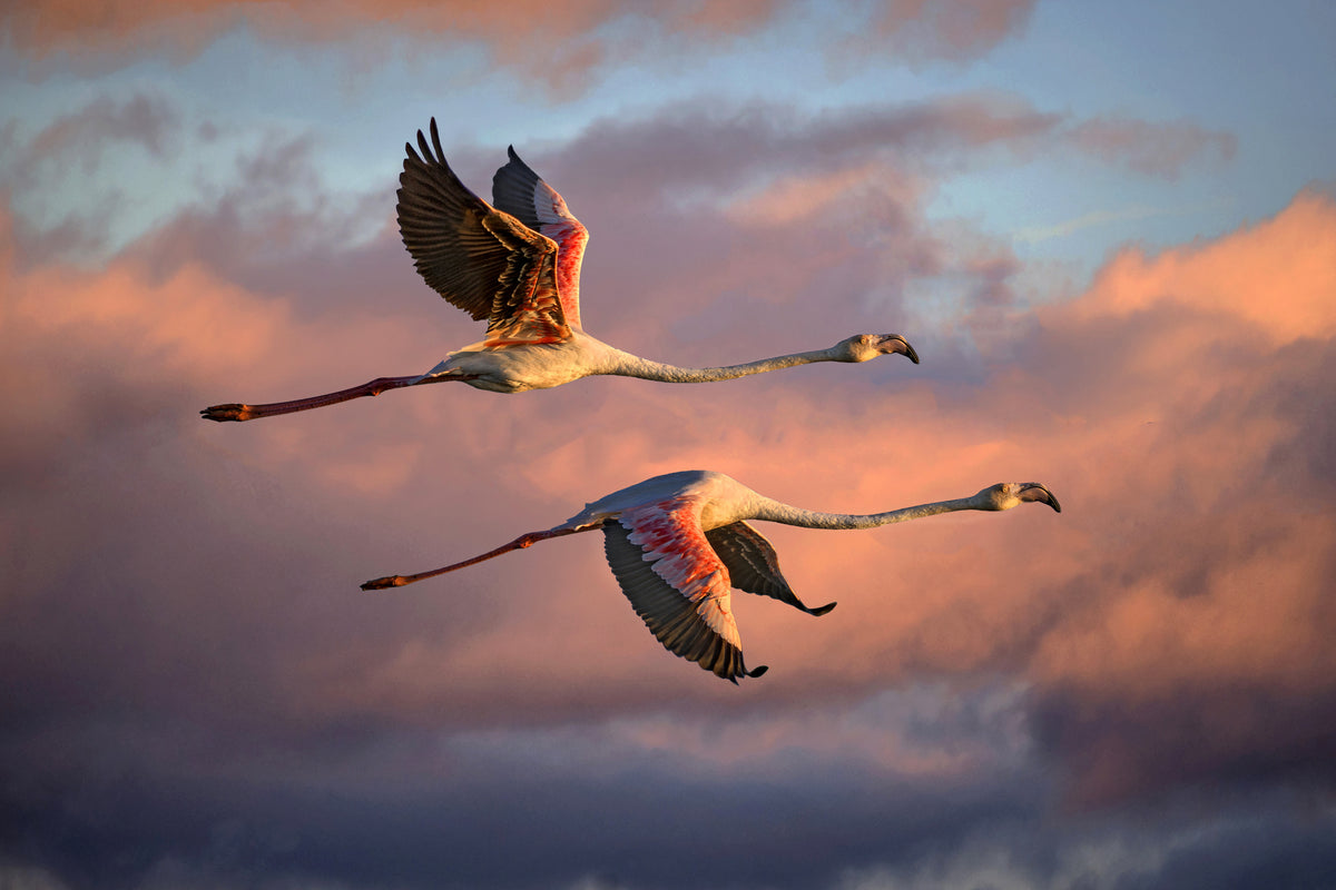 Flamingoer ved solnedgang