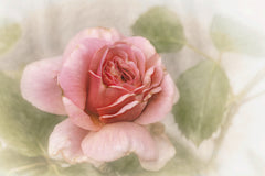 Wall mural smooth rose – fototapet med unikt motiv som skapar en inspirerande fondvägg