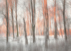 Orange Forest Glow