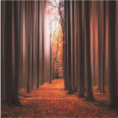 Autumn Light Path