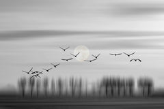 Wall mural Flying free! – fototapet med unikt motiv som skapar en inspirerande fondvägg