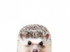 Wall mural Peeking Hedgehog – fototapet med unikt motiv som skapar en inspirerande fondvägg