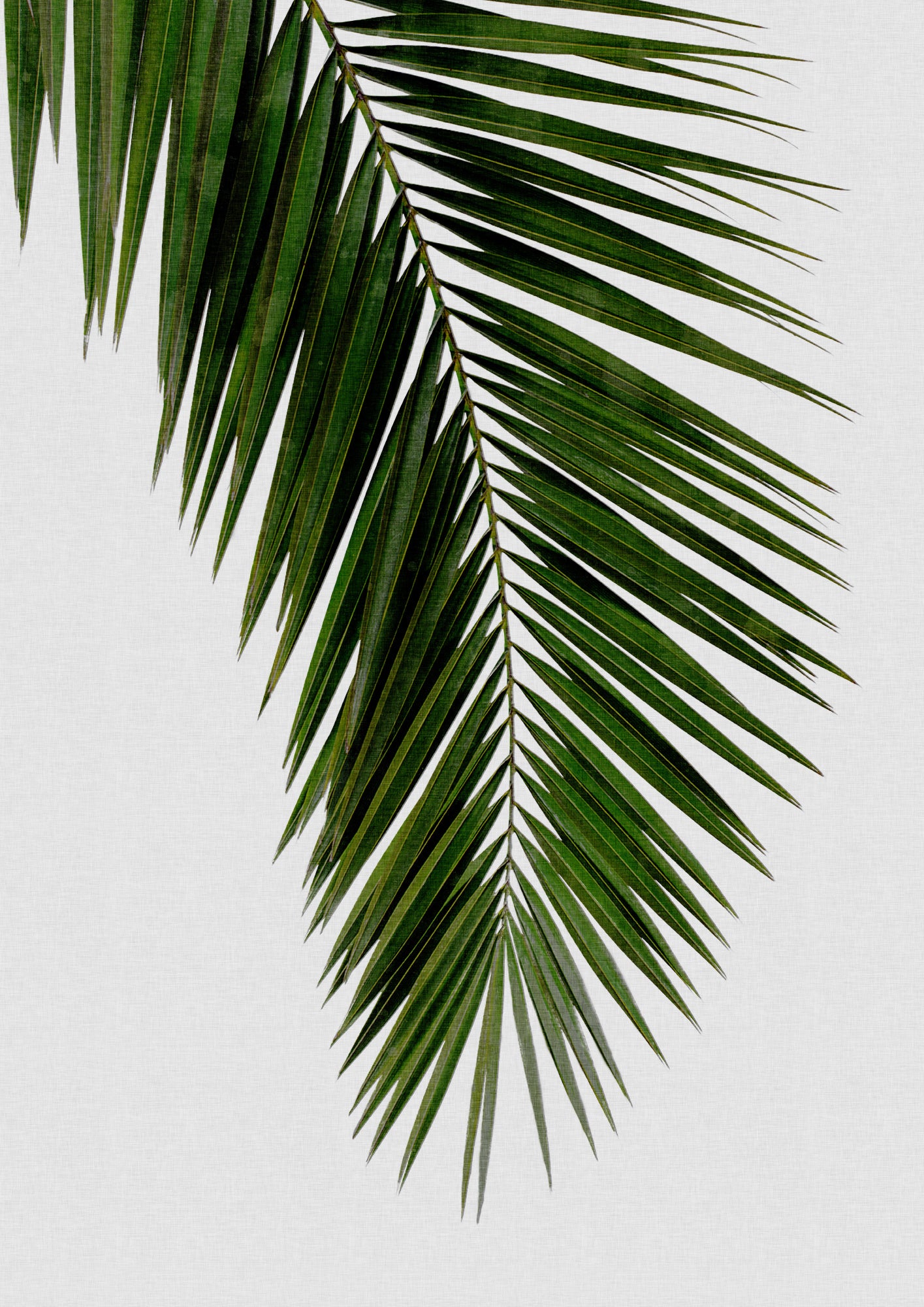 Palm Leaf I