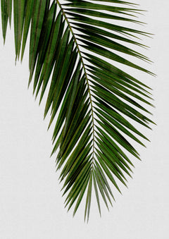 Wall mural Palm Leaf I – fototapet med unikt motiv som skapar en inspirerande fondvägg