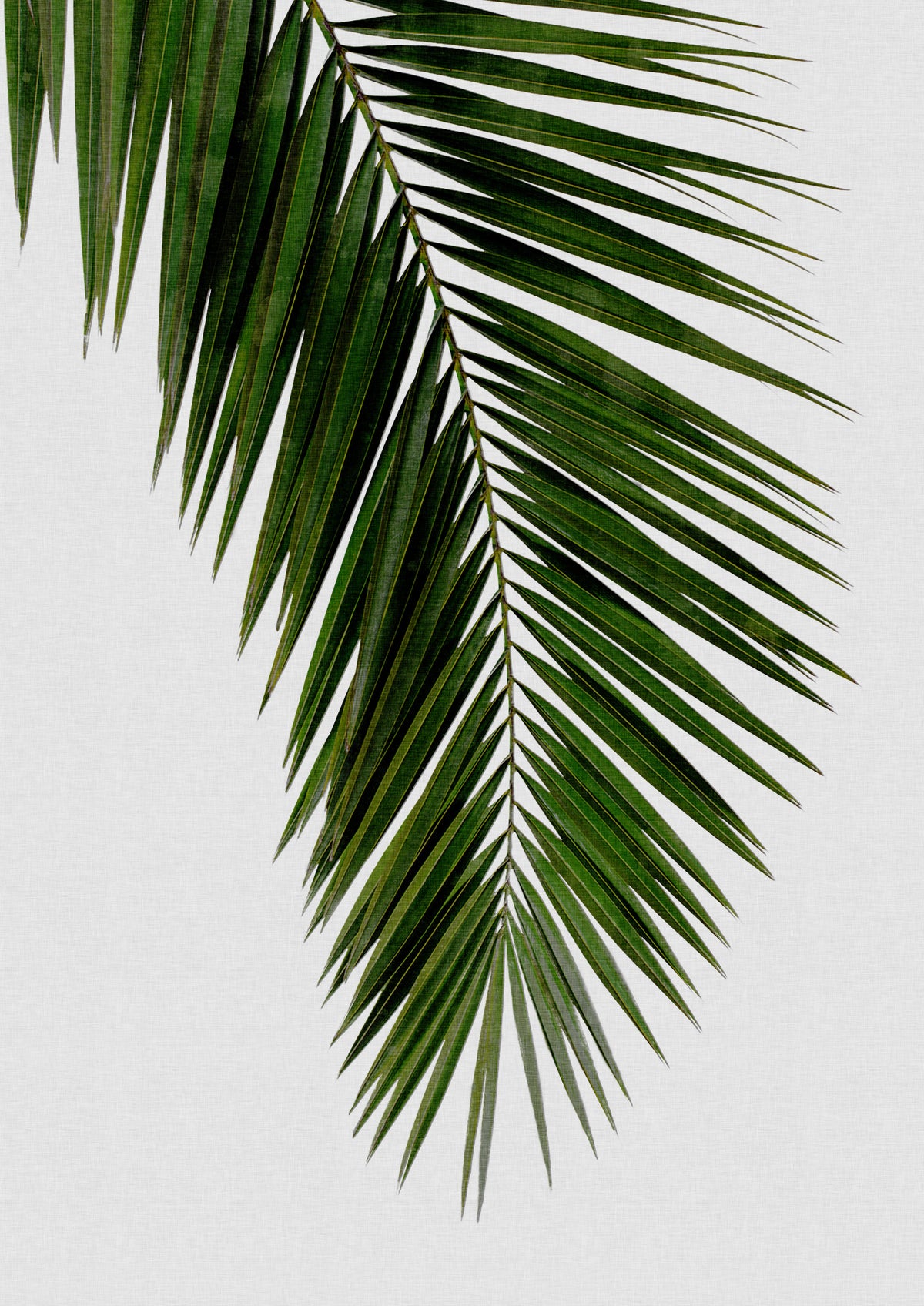 Palmblad I