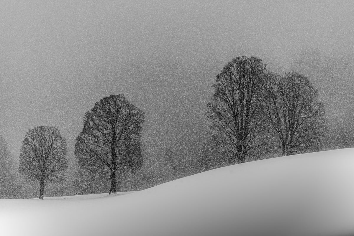 Snøhvit