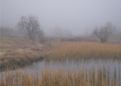 Misty Marsh Trees