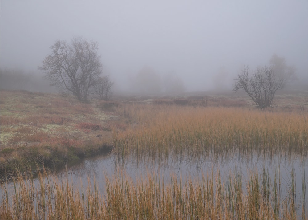 Misty Marsh Trees