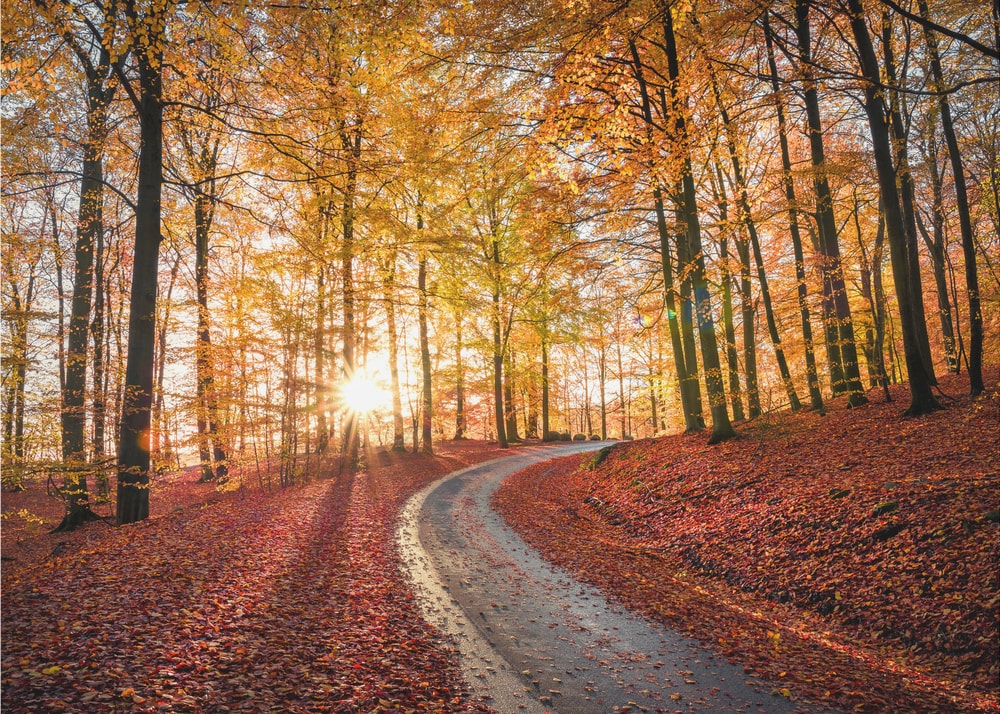 Golden Autumn Forest Road