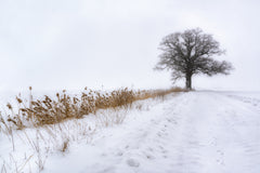 Wall mural Oak in Fog – fototapet med unikt motiv som skapar en inspirerande fondvägg