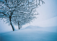 Winter Trees in Snow