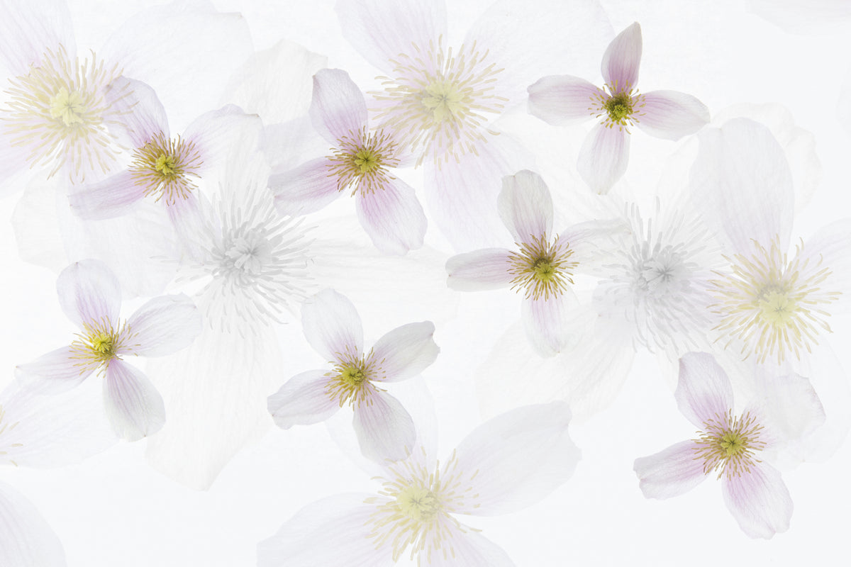 Clematis kunst