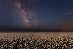 Wall mural Night in a cotton field – fototapet med unikt motiv som skapar en inspirerande fondvägg