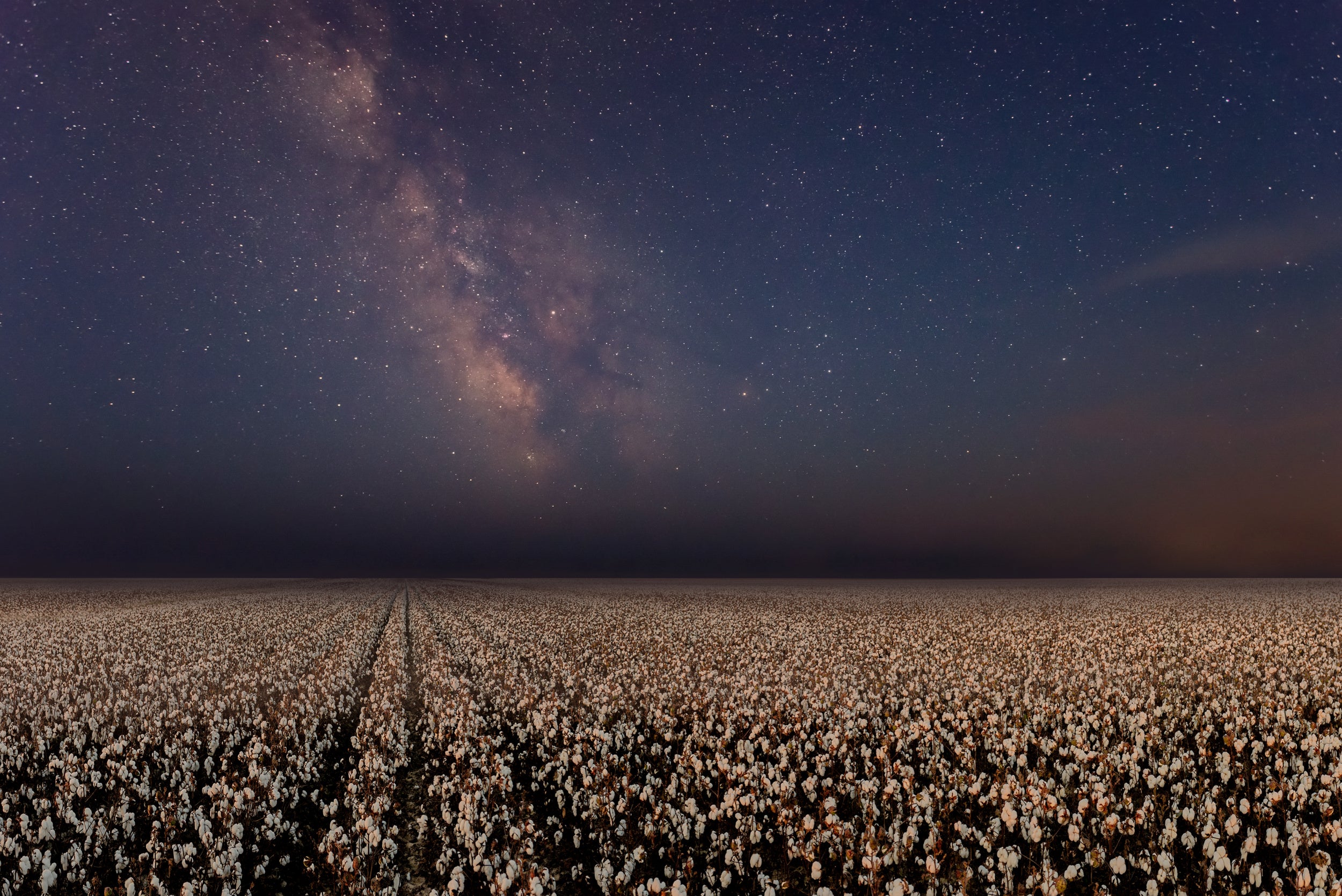 Night in a cotton field