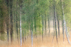 Wall mural Waving trees – fototapet med unikt motiv som skapar en inspirerande fondvägg