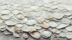 Wall mural Sea Shells Detail No 7 – fototapet med unikt motiv som skapar en inspirerande fondvägg