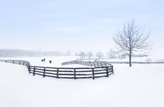 Wall mural Winter farm – fototapet med unikt motiv som skapar en inspirerande fondvägg