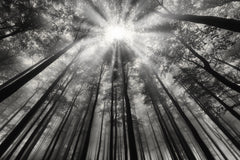 Wall mural To the light – fototapet med unikt motiv som skapar en inspirerande fondvägg
