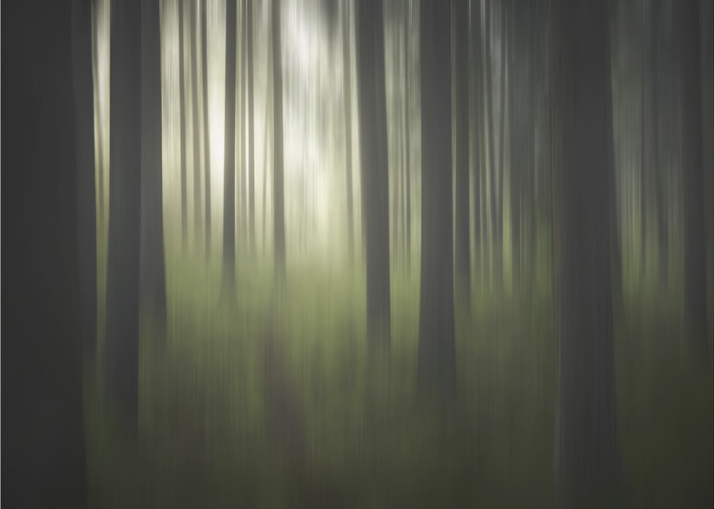 Dreamy Forest Blur