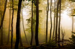 Wall mural Morning show – fototapet med unikt motiv som skapar en inspirerande fondvägg