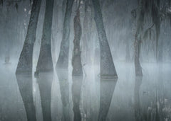 Wall mural Lake Martin – fototapet med unikt motiv som skapar en inspirerande fondvägg