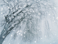 Wall mural Winter tree – fototapet med unikt motiv som skapar en inspirerande fondvägg