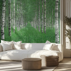 Birch Forest Path