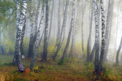 Wall mural Autumn fogs – fototapet med unikt motiv som skapar en inspirerande fondvägg