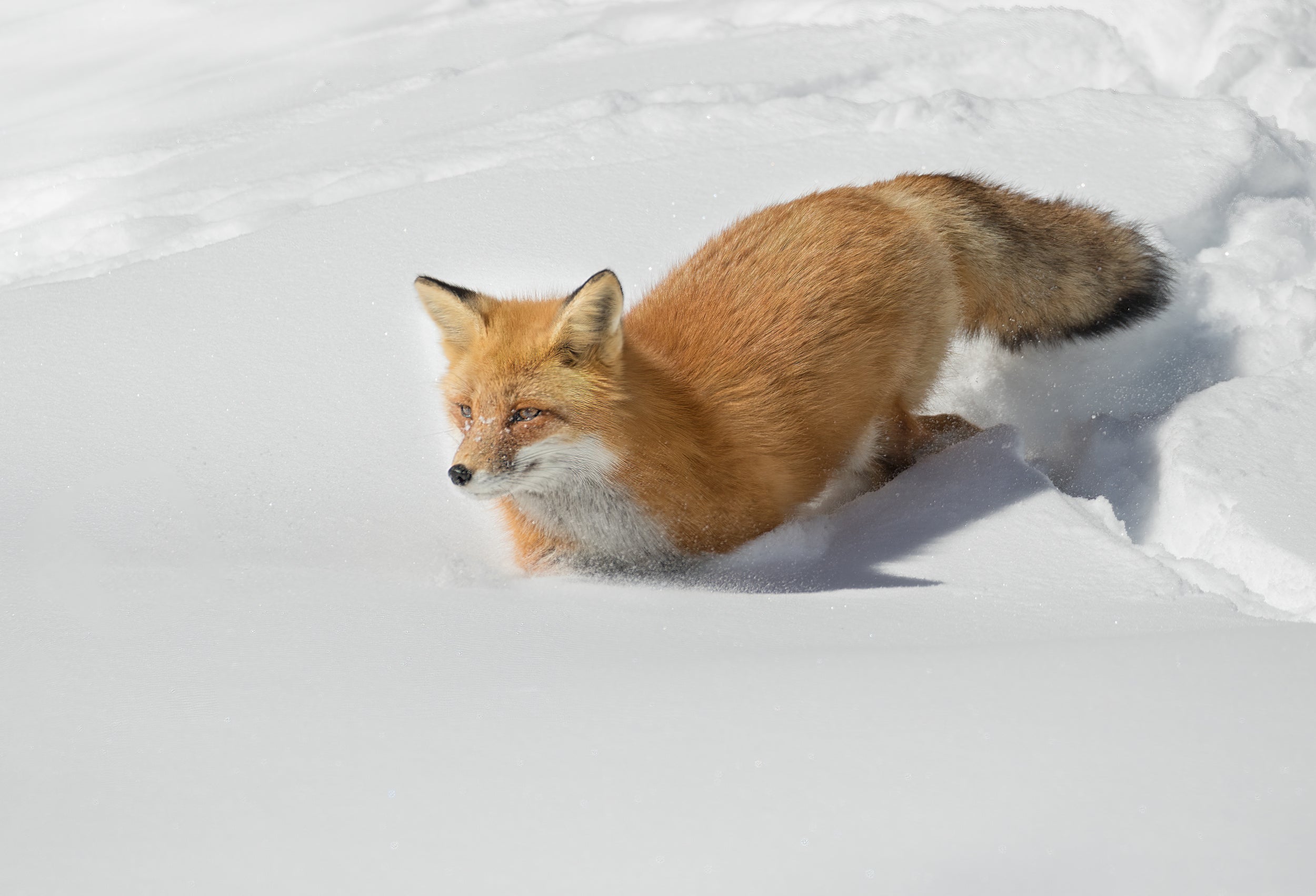 Crossing the snowfield!