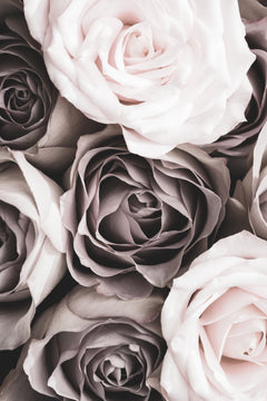 Wall mural Roses – fototapet med unikt motiv som skapar en inspirerande fondvägg
