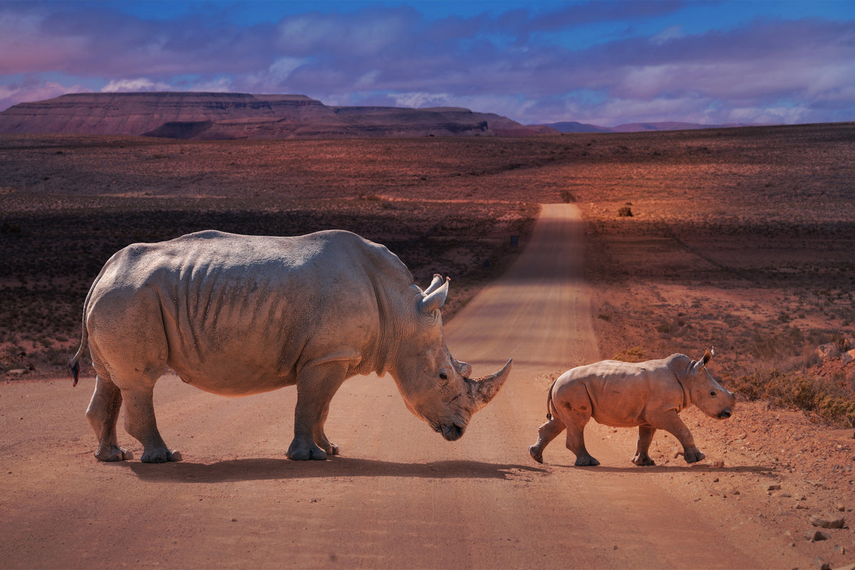 Rhinos Crossing