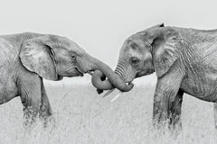 Wall mural Confrontation – fototapet med unikt motiv som skapar en inspirerande fondvägg