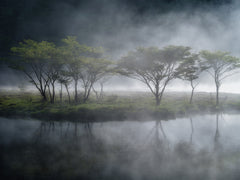 Wall mural Trees in the Mist – fototapet med unikt motiv som skapar en inspirerande fondvägg
